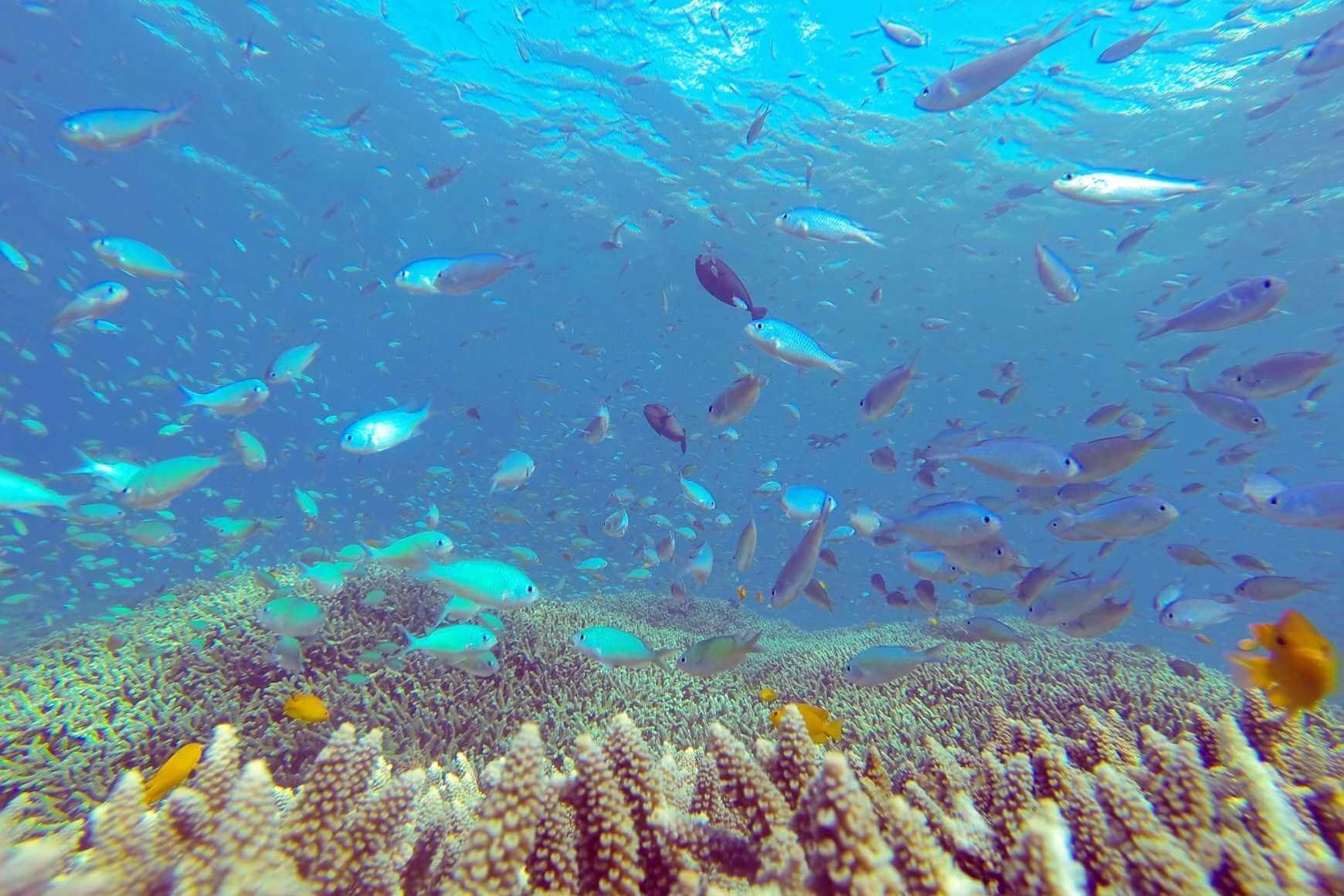 best things to do in Bali: Snorkeling in Amed