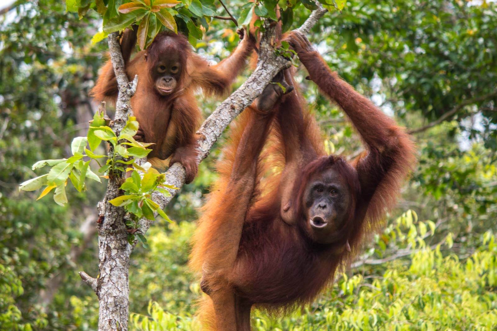 Orangutans of Borneo: Indonesia holiday destinations