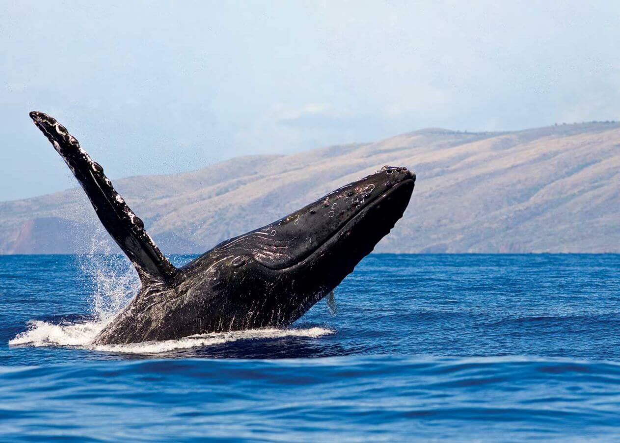 best time to visit Hawaii 2021 for whales