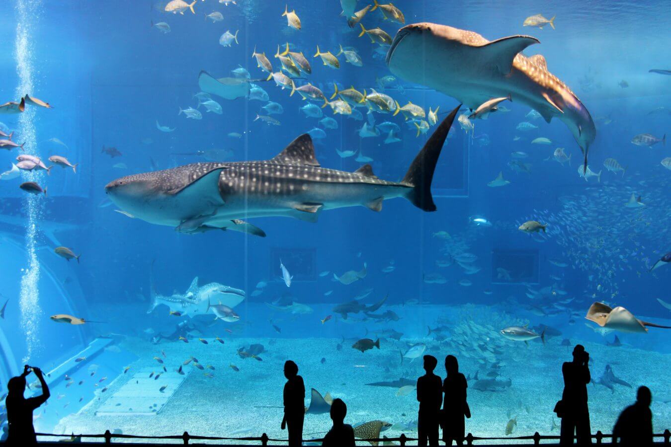 things to do in Osaka: Osaka Aquarium Kaiyukan