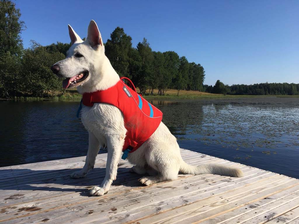 Bringing Your Dog For Paddle Boarding