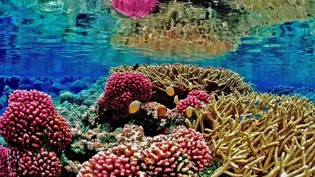 coral reefs Lakshadweep