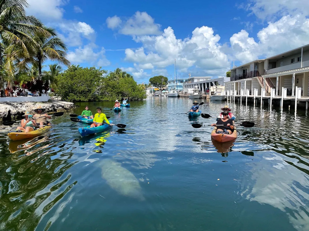 Kayaking or Paddleboarding in the Mangroves