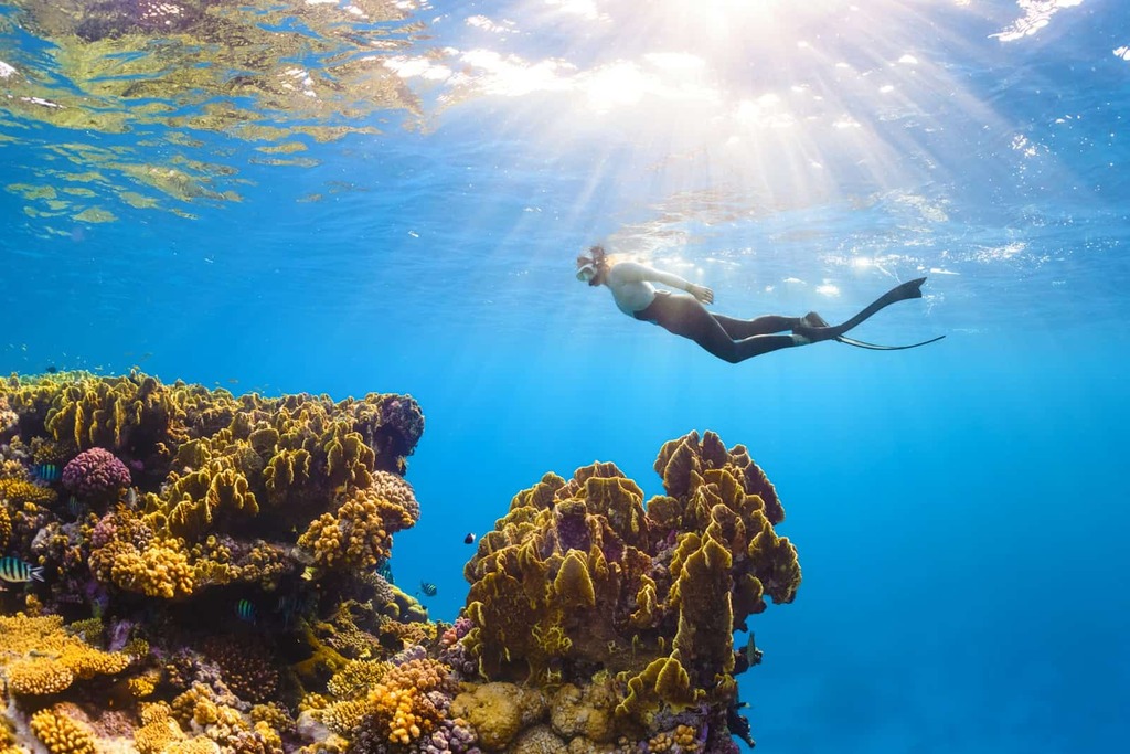 Snorkeling or Scuba Diving at John Pennekamp Coral Reef State Park