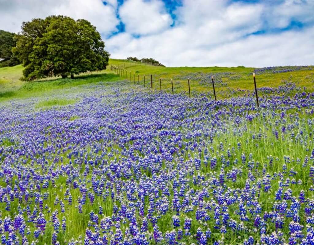 monterey things to do: Wildflowers for a Season Walk