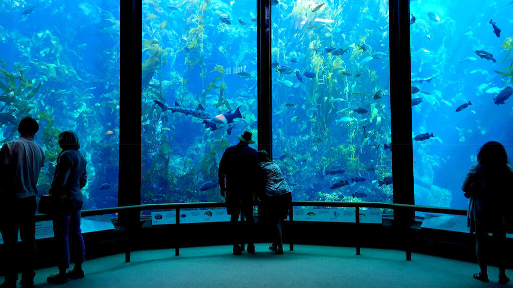 monterey things to do: Monterey Bay Aquarium