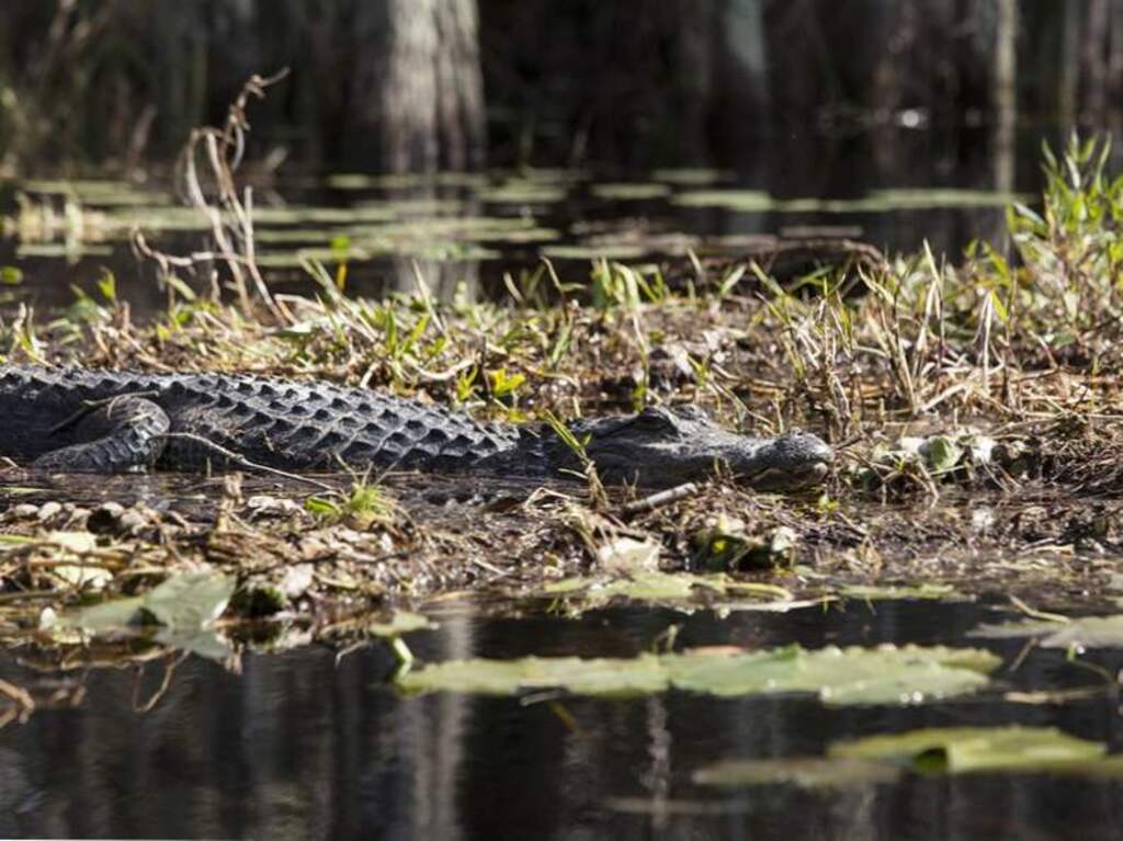 places to visit in Georgia: Okefenokee Swamp | Crocodile