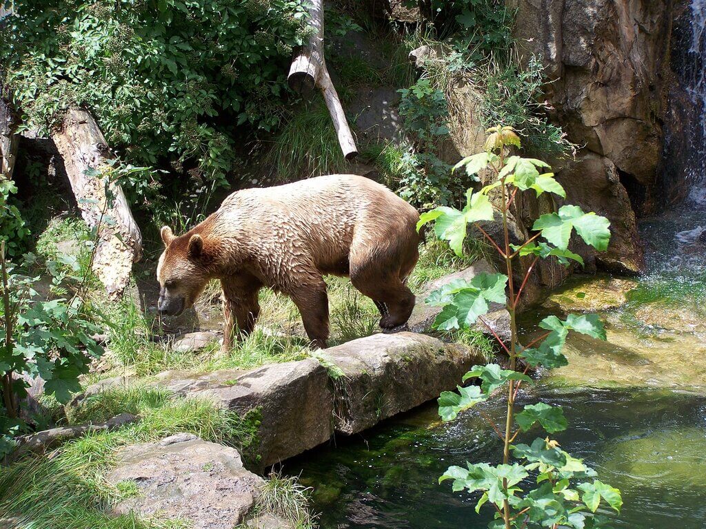 Big Bear Alpine Zoo: things to do in big bear