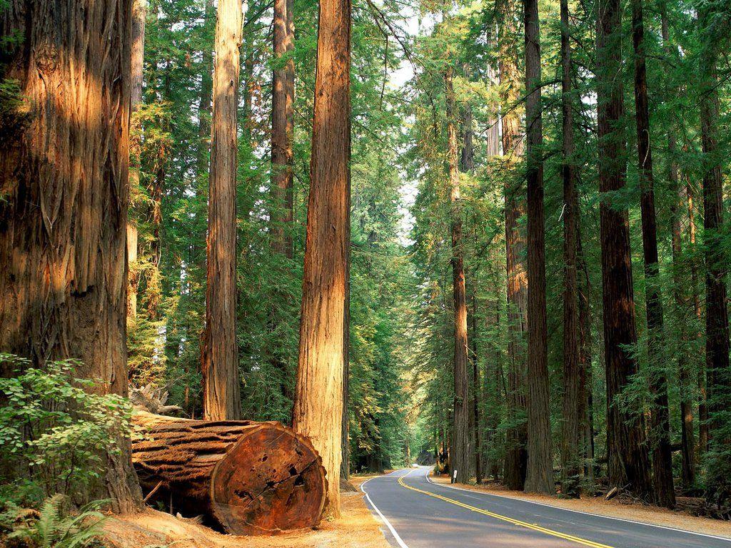 things to do in California: Redwood National Park