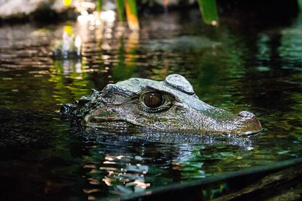 things to do in Nashville TN: Nashville Zoo | Crocodile