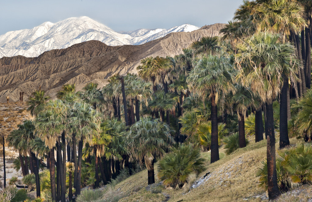 things to do in palm springs CA: Coachella Valley Preserve
