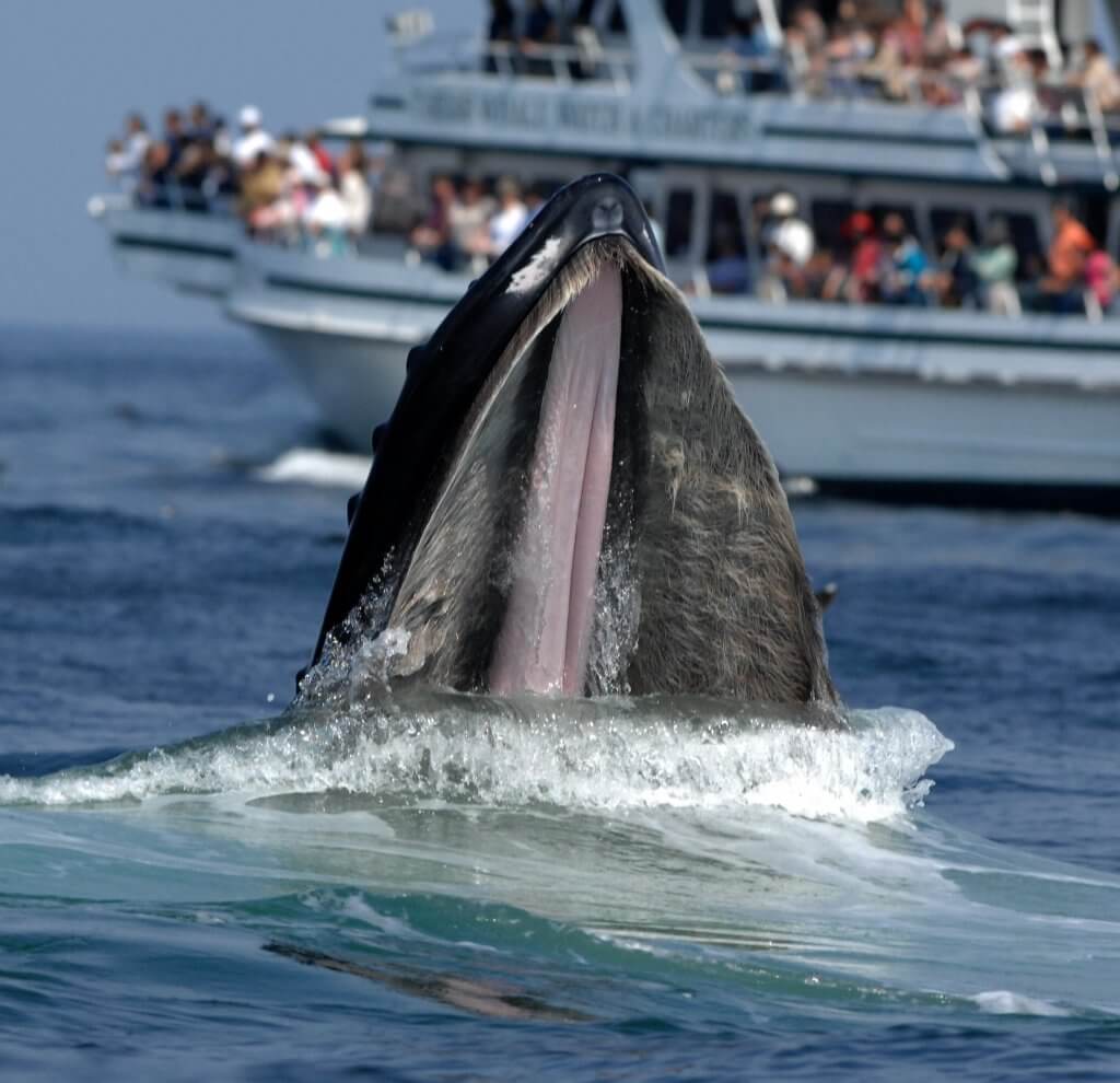things to do in santa barbara CA: Whale Watching Tours