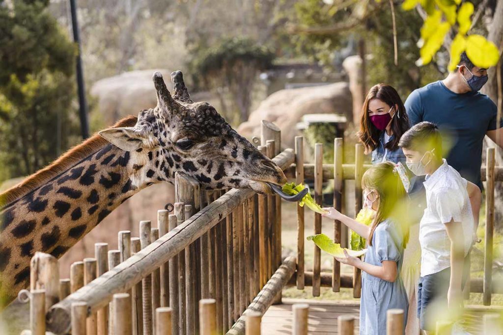 things to do in santa barbara CA: Santa Barbara Zoo | Giraffe