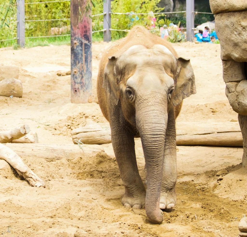 things to do in santa barbara CA: Santa Barbara Zoo | Elephant